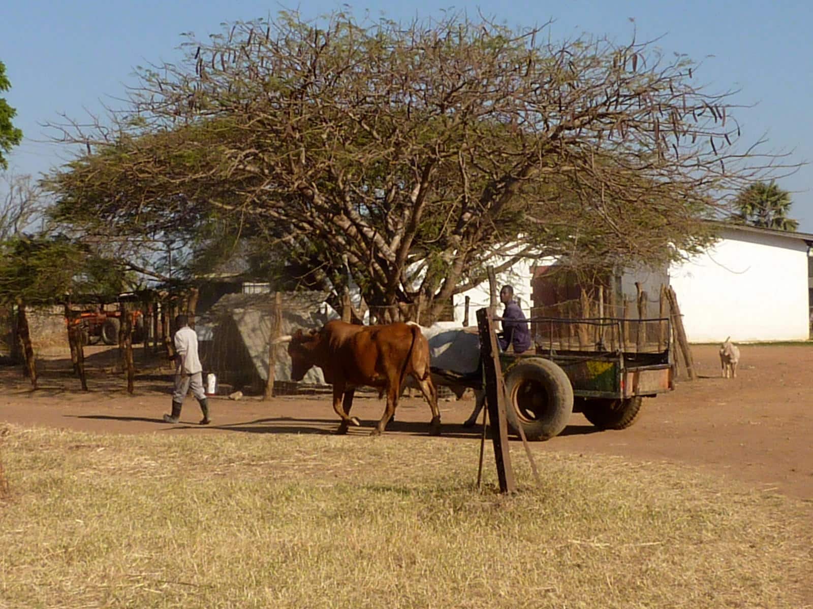 Fringilla Lodge in Sambia