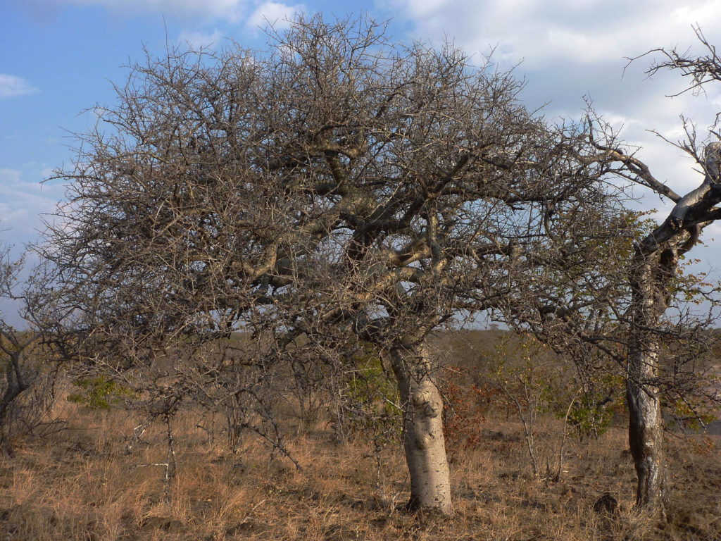 Baum im Mapungubwe National Park