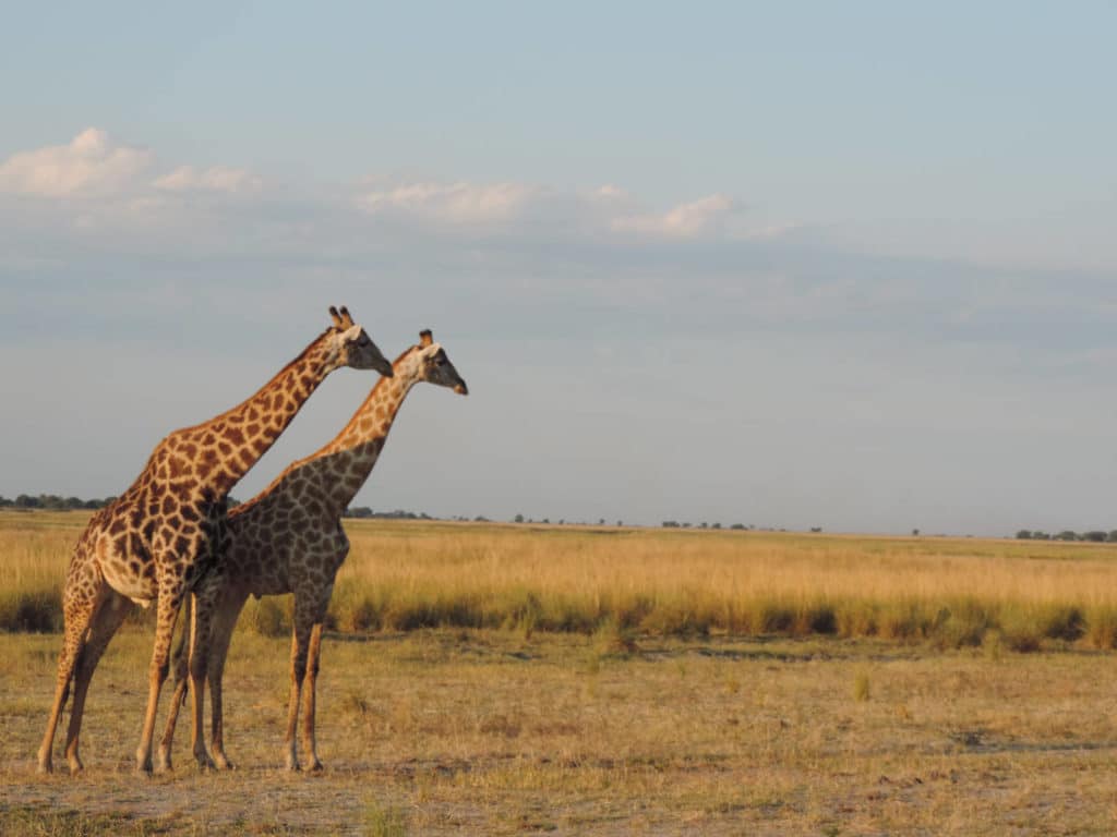 Giraffen auf Safari