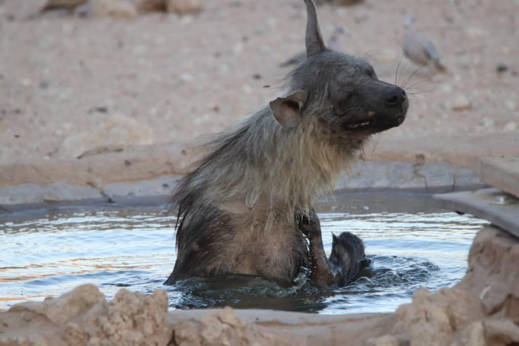 Hyäne Wasserloch Kgalagadi