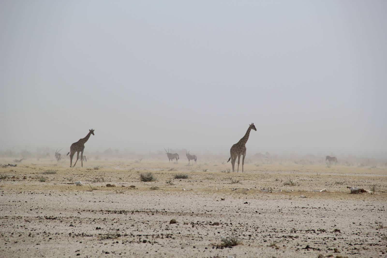 Giraffen im Etosha Nationalpark