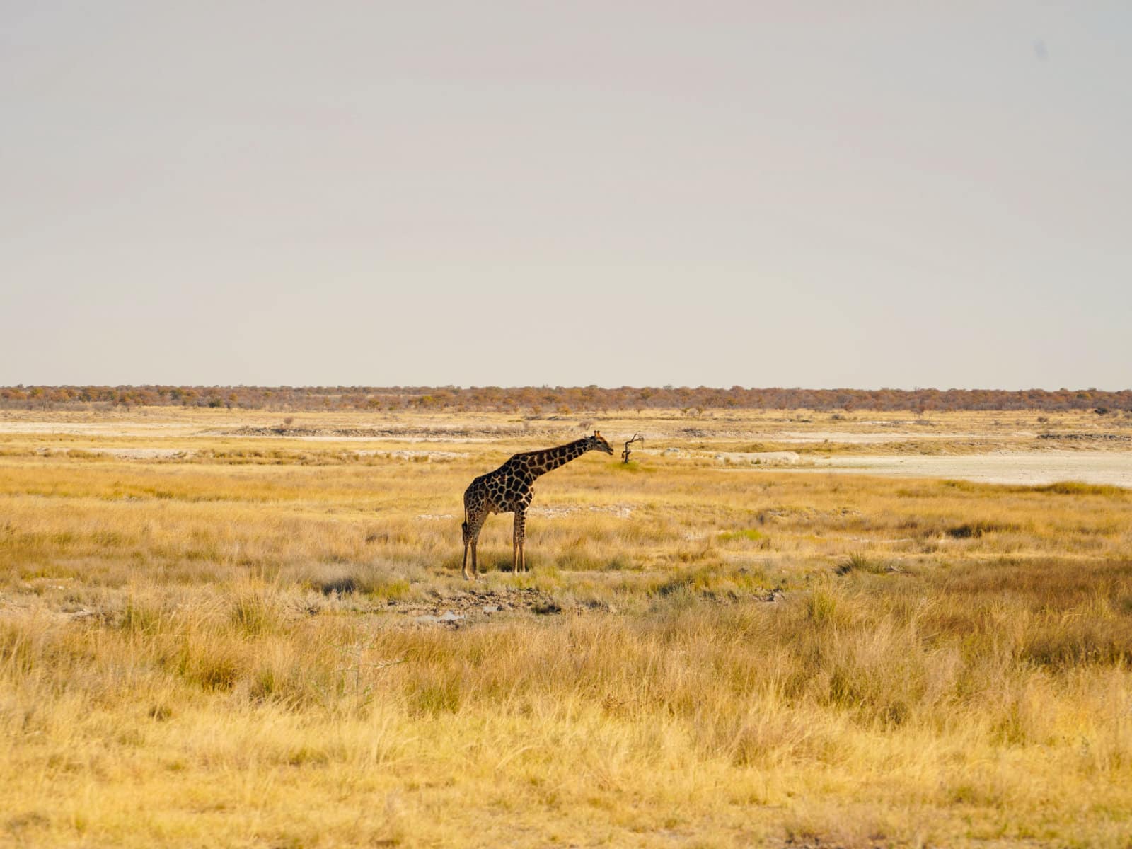 Giraffe im Etosha Nationalpark