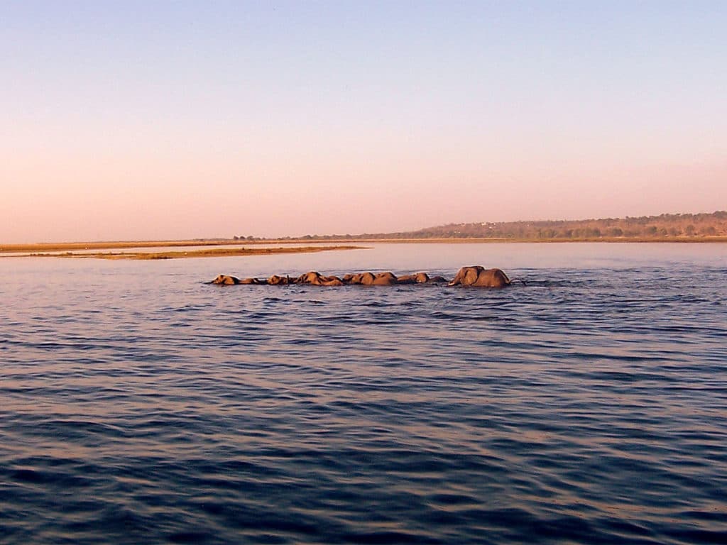 Elefanten durschschwimmen den Chobe Fluss
