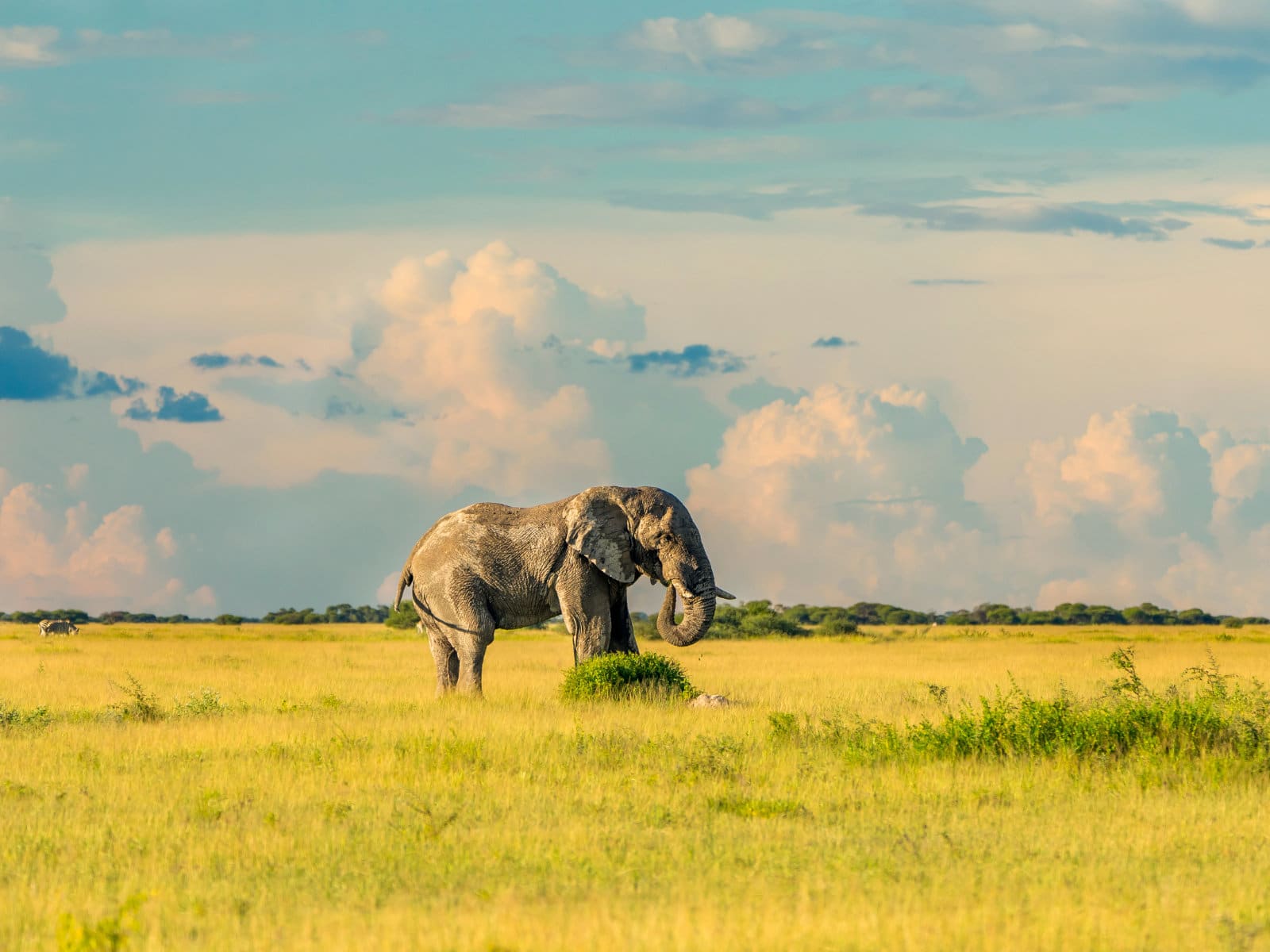 Elefant Botswana