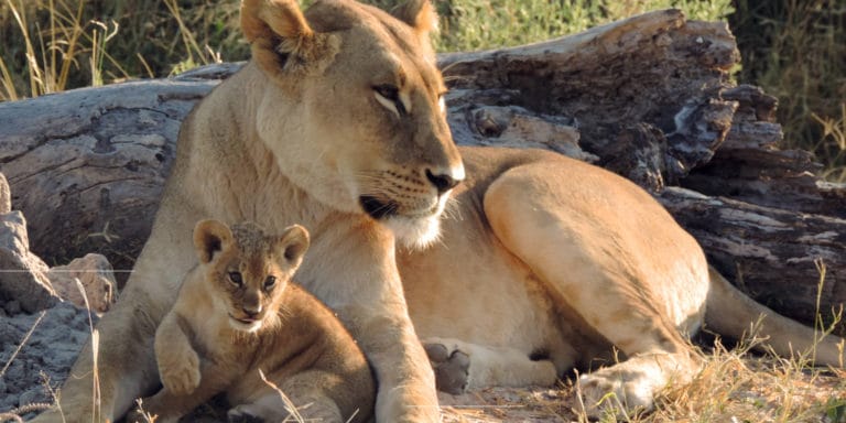 Löwin mit Jungem in Savuti
