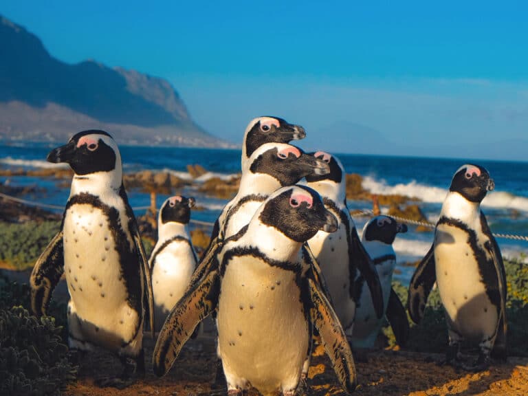 Pinguine in Bettys Bay