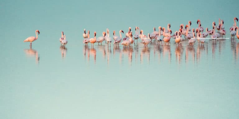Flamingos_Nata_Bird_Sanctuary