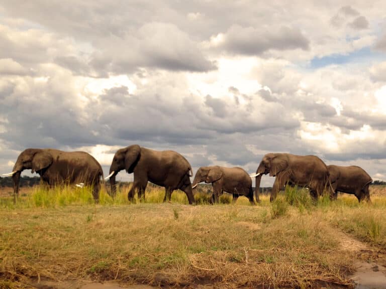 Elefanten in Simbabwe unter Wolkenhimmel