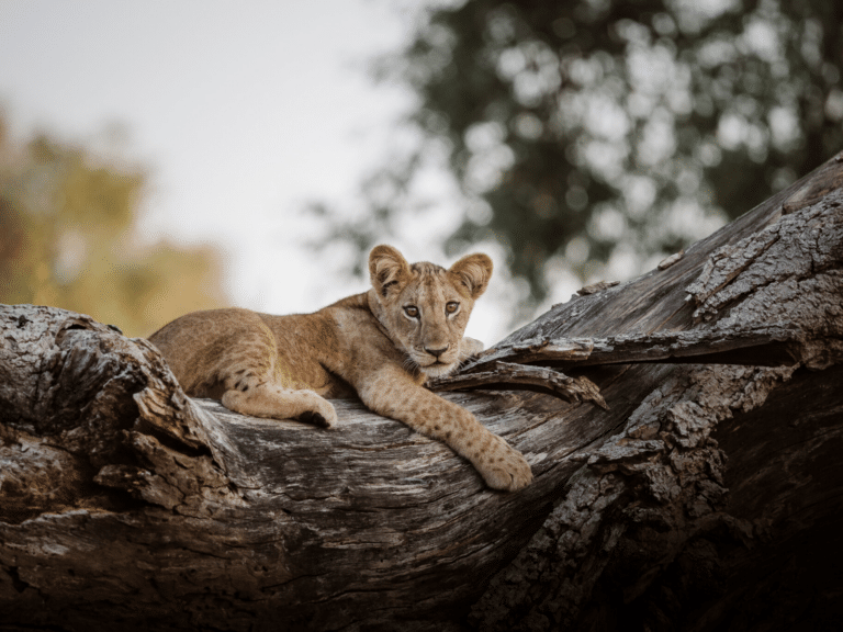 loewe_sambia_lower_zambezi