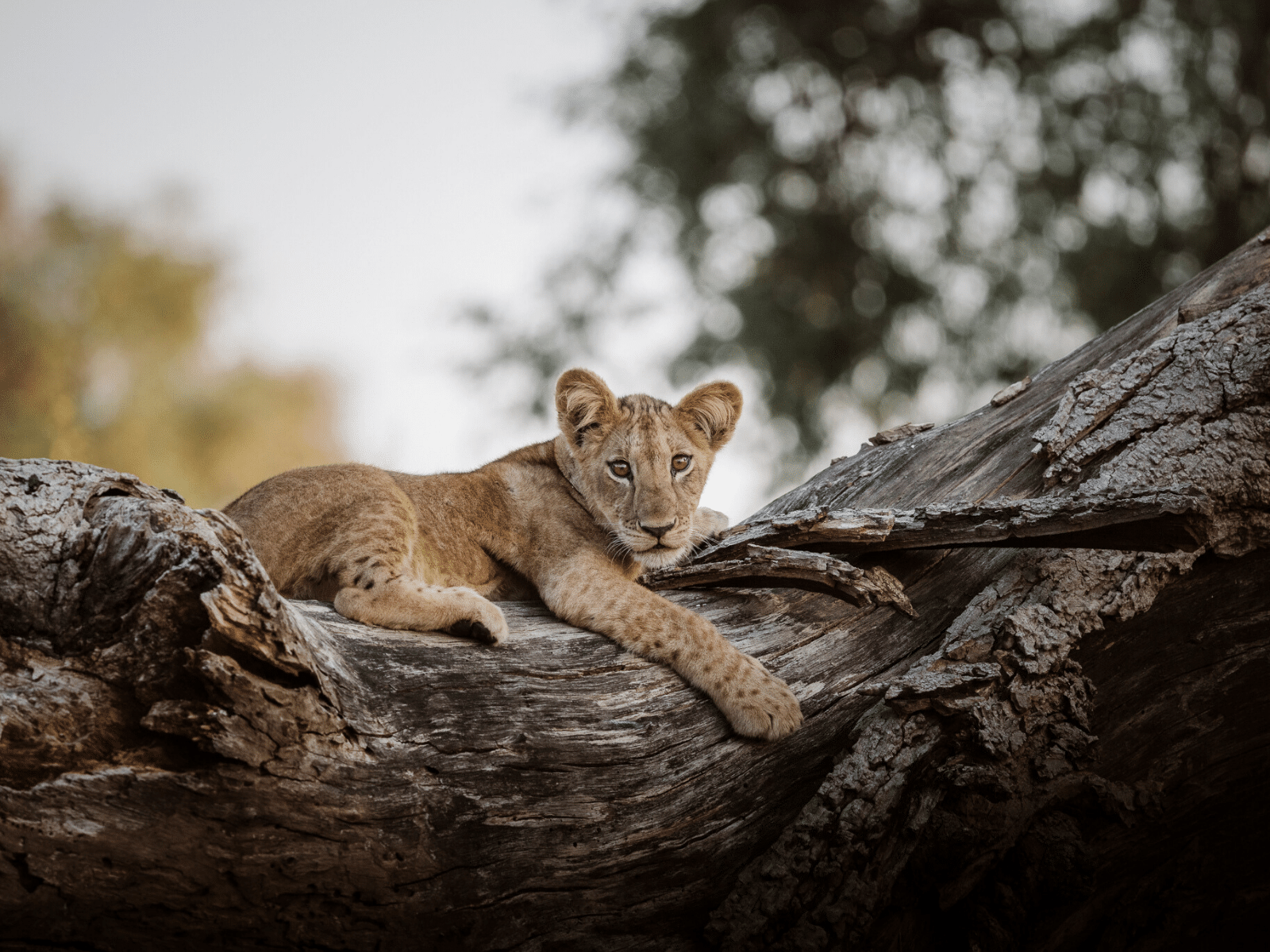 loewe_sambia_lower_zambezi