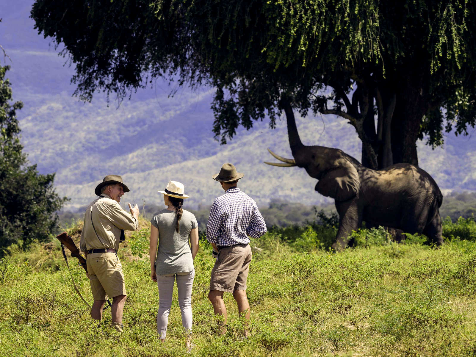 Elefant unter einem Baum und touristen