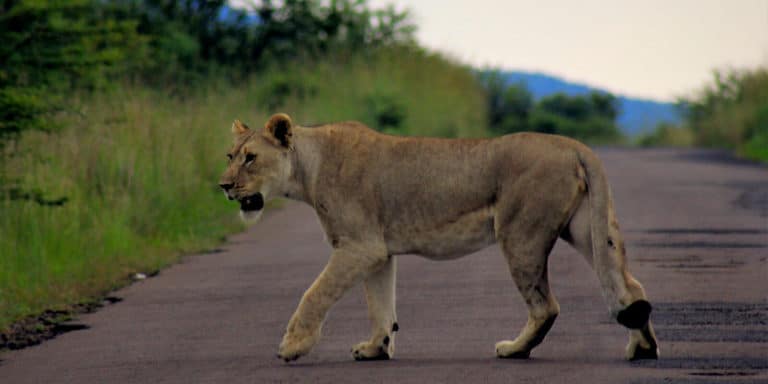 Löwin überquert die Straße