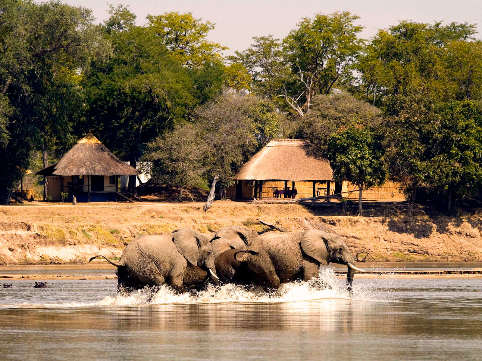 Elefanten im Wasser vor dem Camp