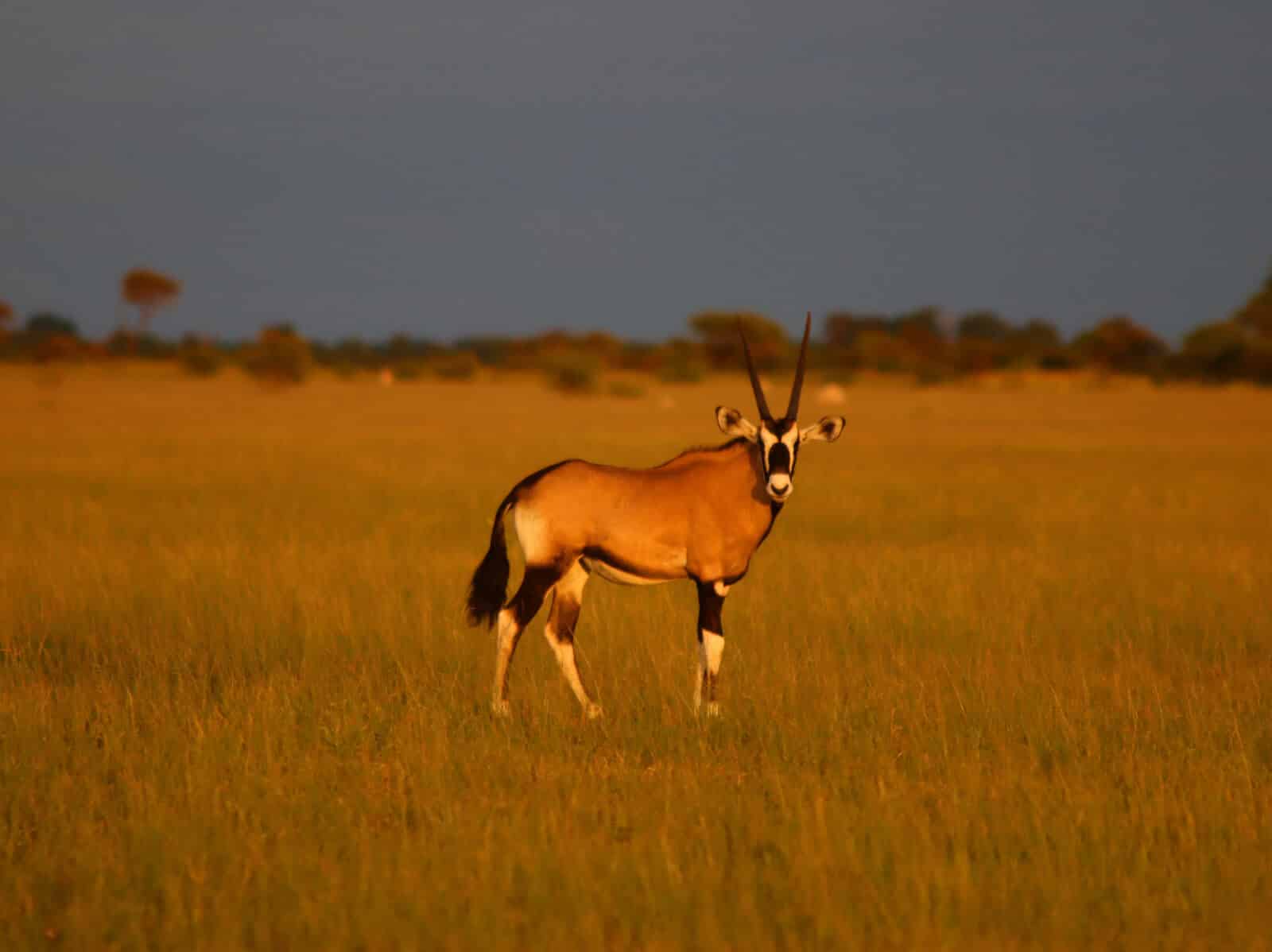 Oryx Antilope auf Wiese