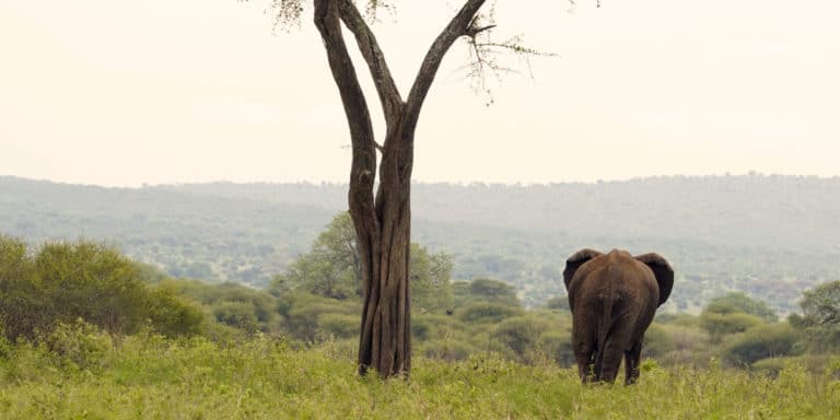 Elefant mit Ausblick auf den Tarangire Nationalpark