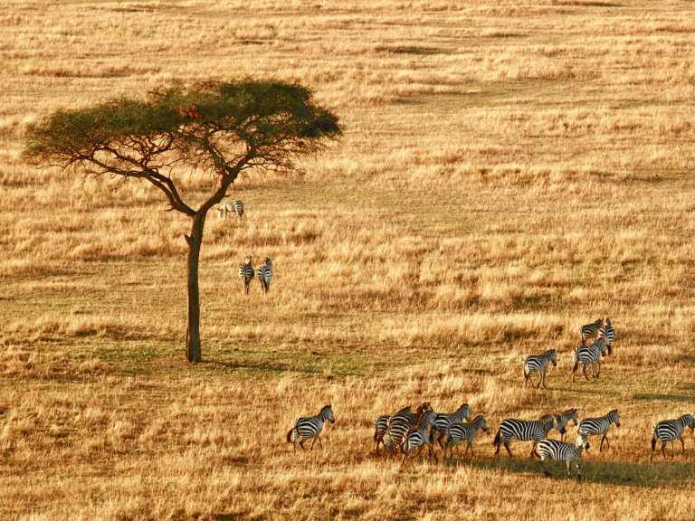 lp_flugsafari_tansania