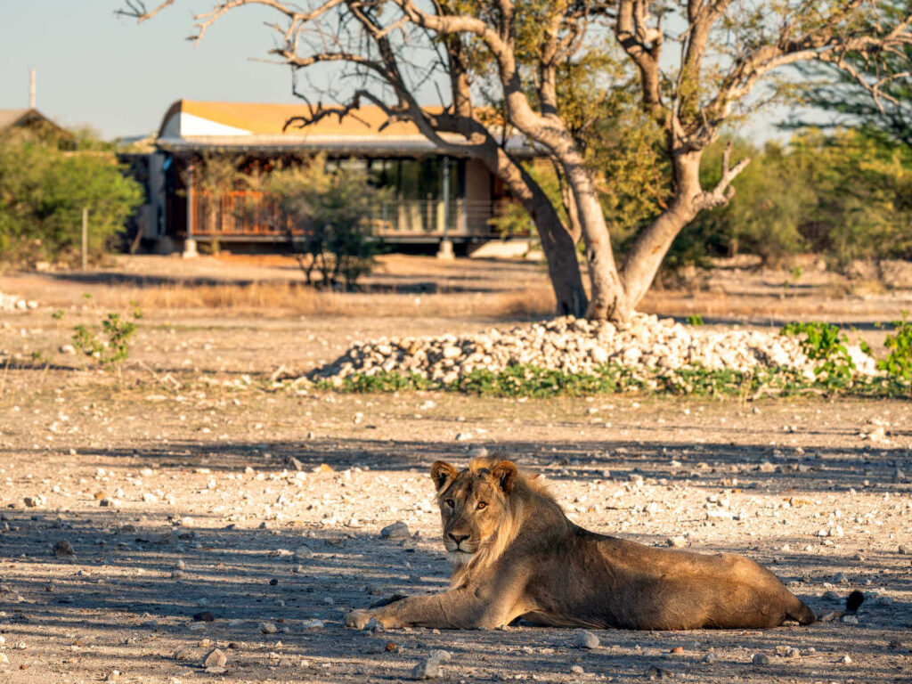 Zelteinheit mit Löwe im Vordergrund