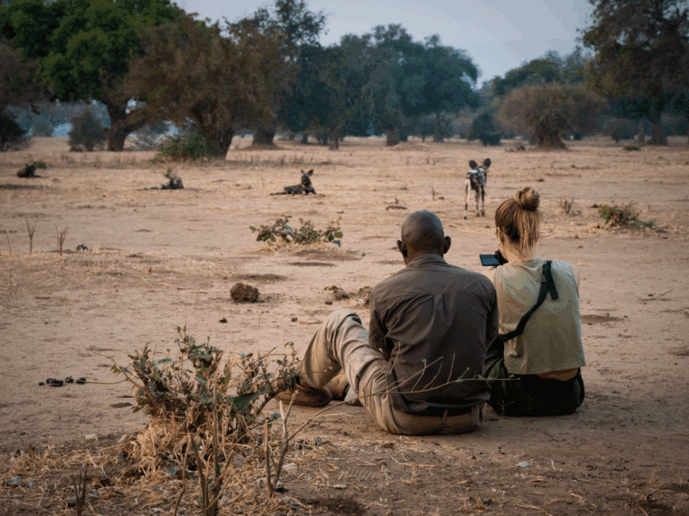 simbabwe_mana_pools_wild_dogs