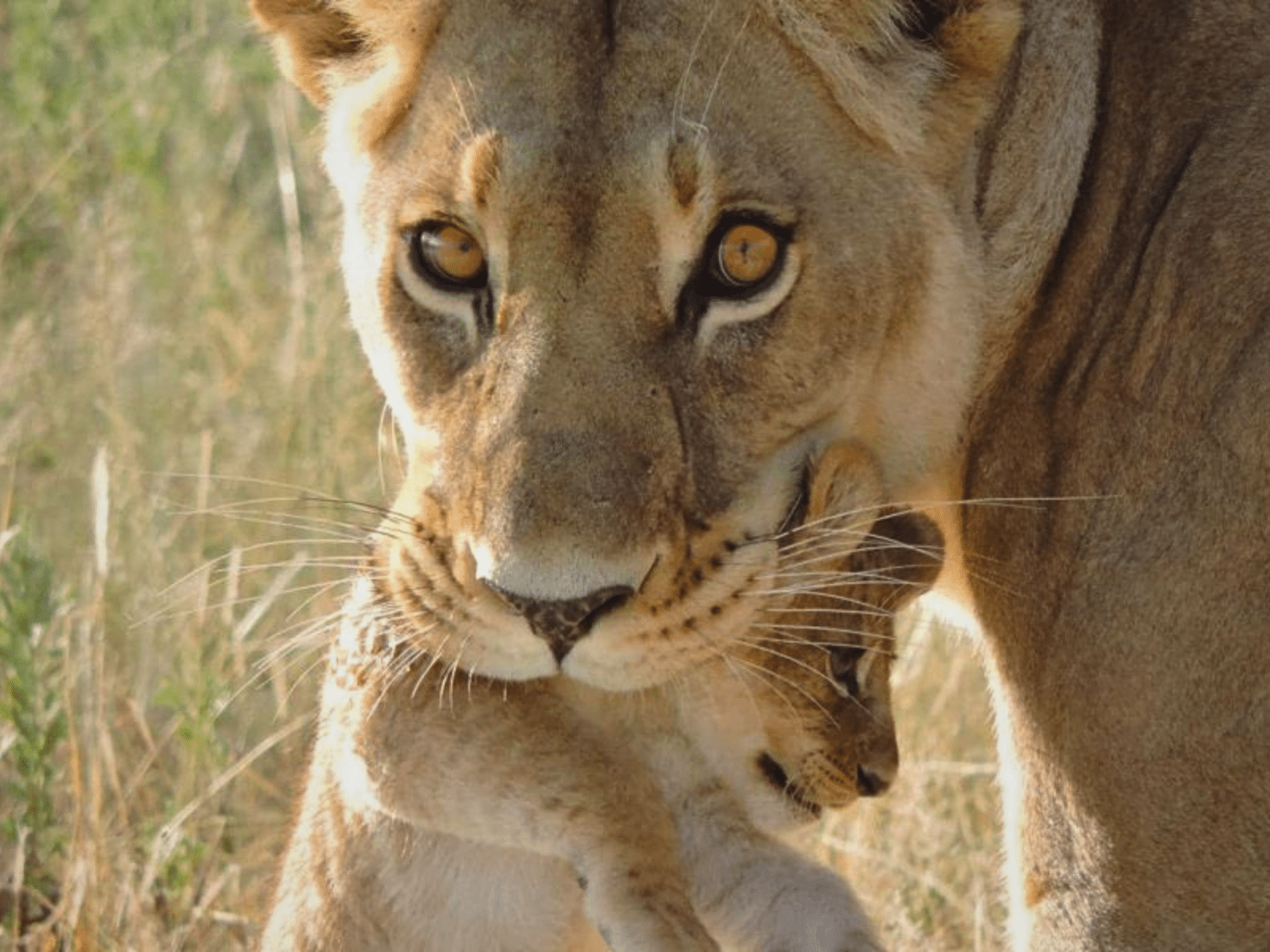 Löwenmutter mit Baby im Moremi Game Reserve.