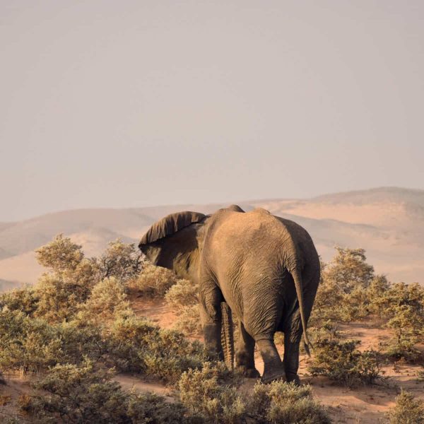 Elefant und weite Wüstenlandschaft