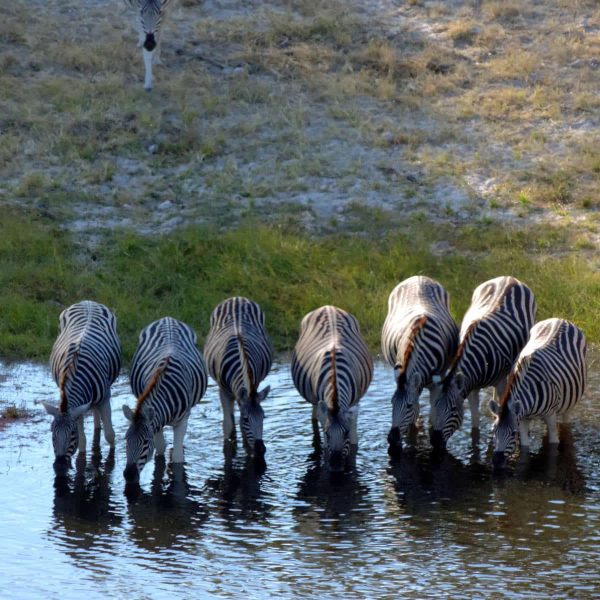 Zebras_am_Boteti_Fluss
