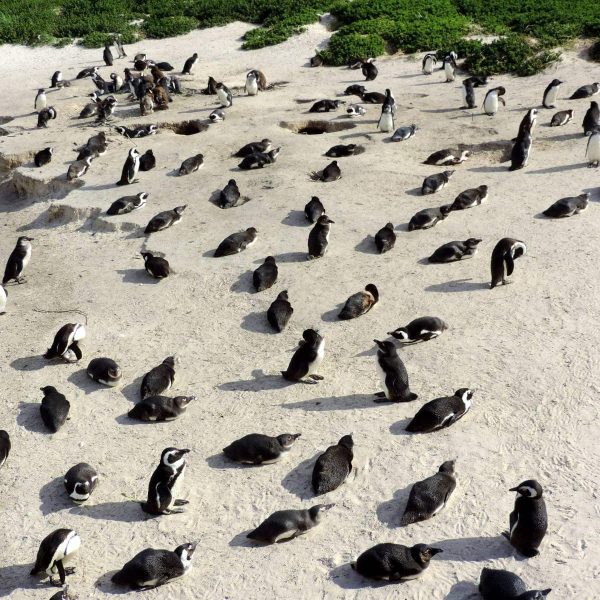 boulders_beach_pinguine