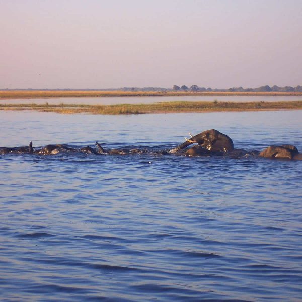 Elefanten tauchen im Chobe Nationalpark