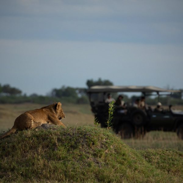 duba-plains-camp-aktivitaeten2