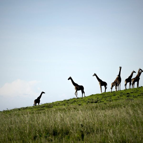 entamanu-ngorongoro-camp-aktivitaeten3