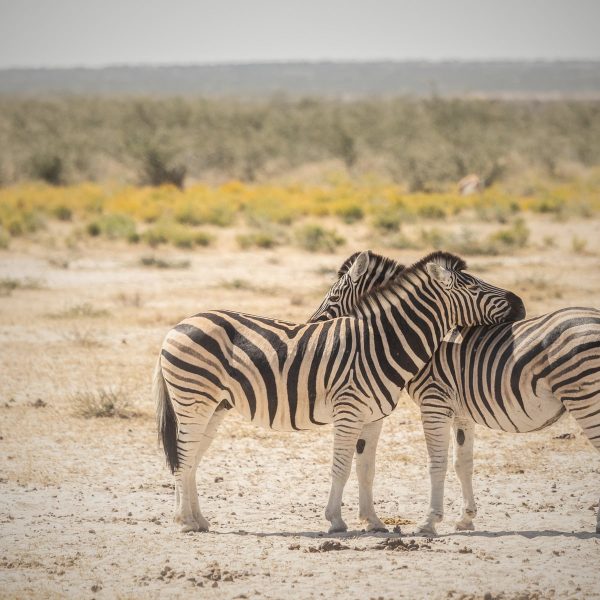 etosha-oberland-lodge-aktivitaeten5