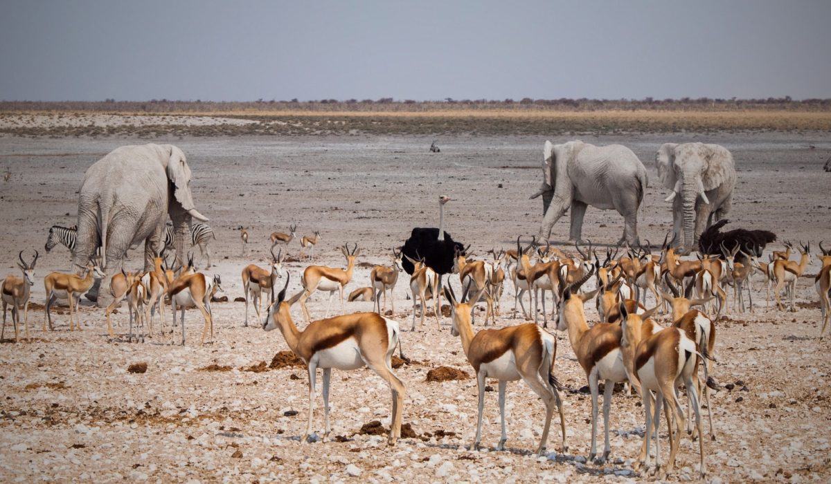 etosha-village-landschaft-und-umgebung1