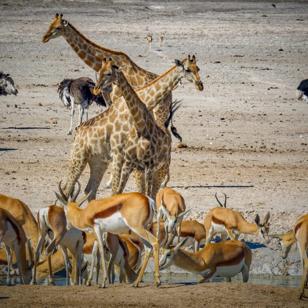 etosha-village-landschaft-und-umgebung5
