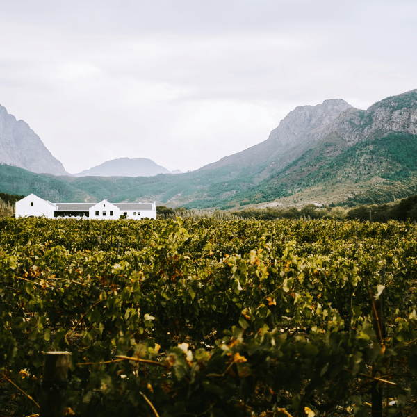 gefuehrte_weinreise_suedafrika