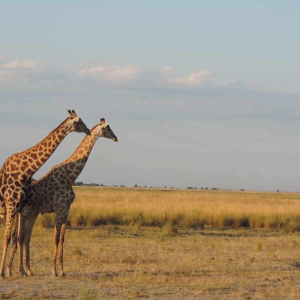 giraffen_botswana