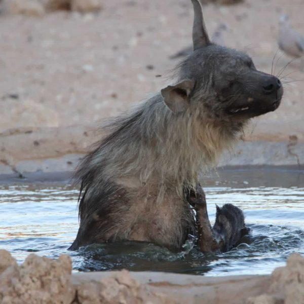 Hyäne Wasserloch Kgalagadi