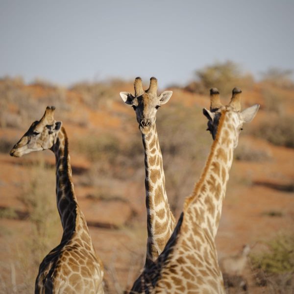 kalahari-anib-lodge-aktivitaeten14
