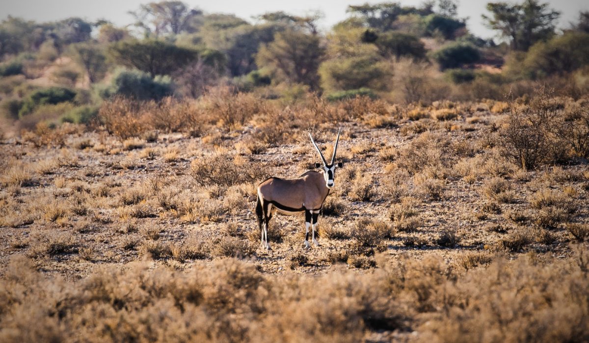 kalahari-anib-lodge-landschaft-und-umgebung3