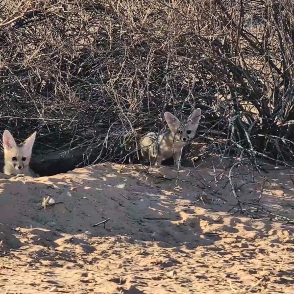 kapfuchs_kgalagadi