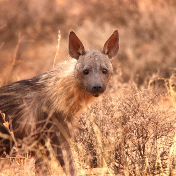 kgalagadi_transfrontier_nationalpark_hyäne