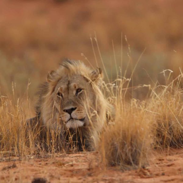 kgalagadi_transfrontier_nationalpark_löwe