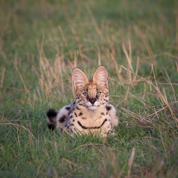 lamai-serengeti-camp-aktivitaeten4