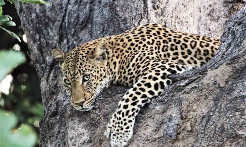 Leopard im South Luangwa Nationalpark