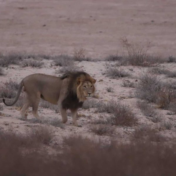Löwe im Kgalagadi Transfrontier Nationalpark