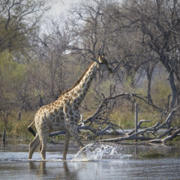 mobiles-zeltcamp-botswana-landschaft-und-umgebung1