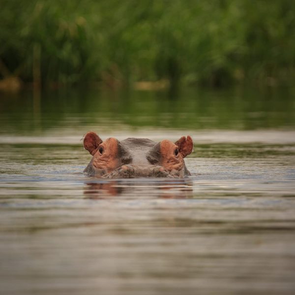 namushasha-river-villa-aktivitaeten4