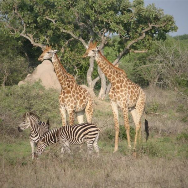 needles-safari-lodge-landschaft-und-umgebung1