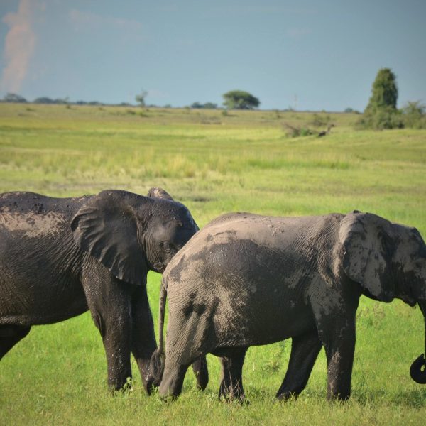 ngoma-safari-lodge-aktivitaeten1