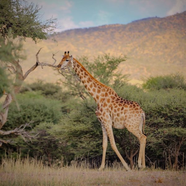 okapuka-safari-lodge-landschaft-und-umgebung1