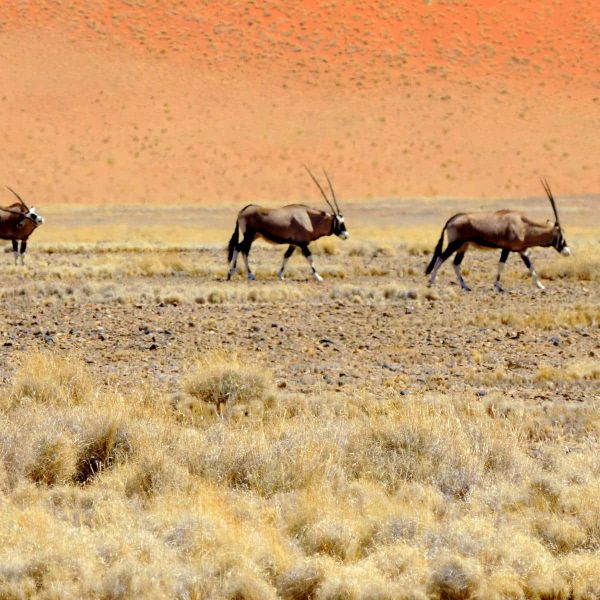oryx_namibia