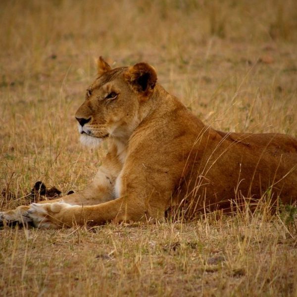 sangaiwe-tented-lodge-landschaft-und-umgebung1